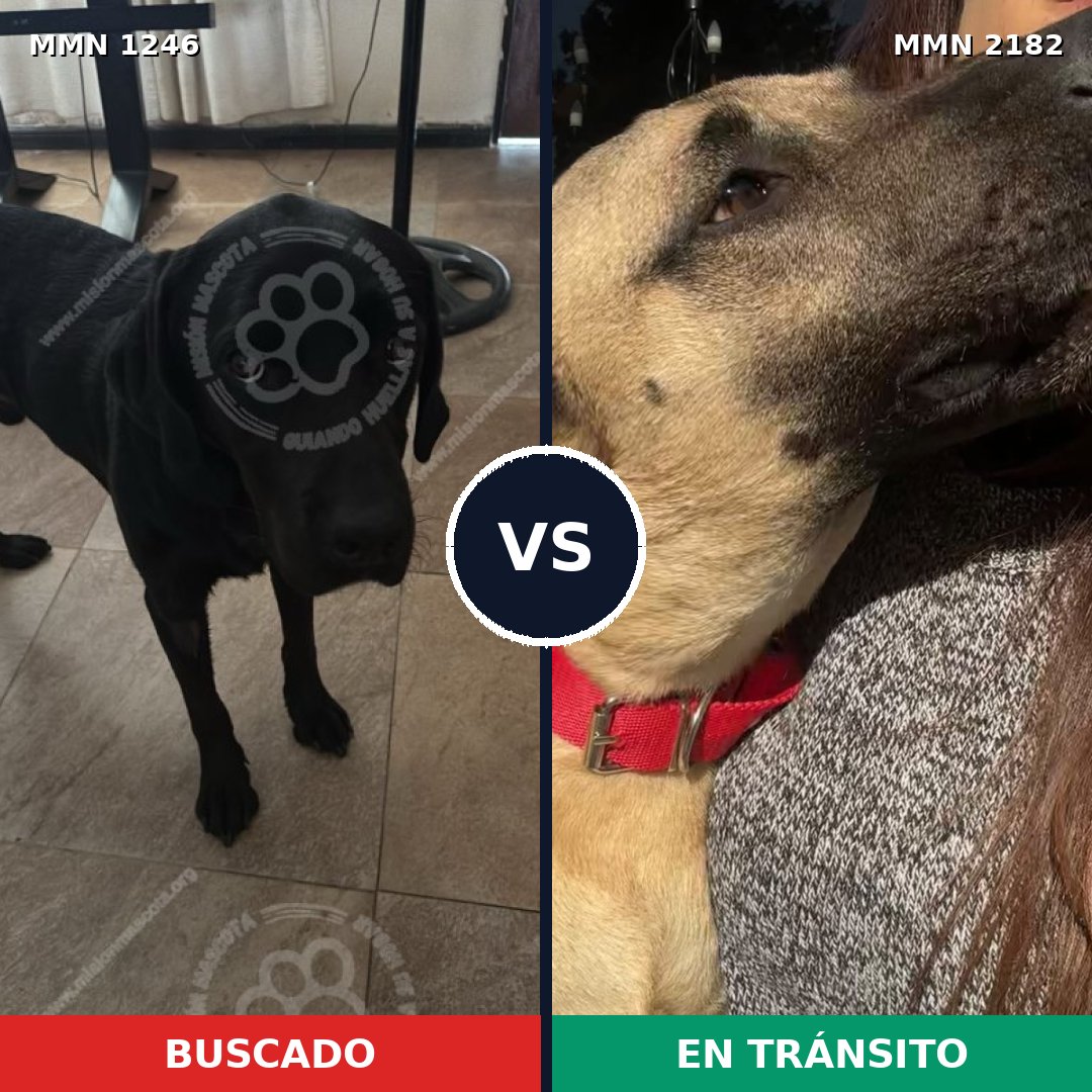 Comparativa MMS 65495: mascota perdida y mascota encontrada, 32% de similitud