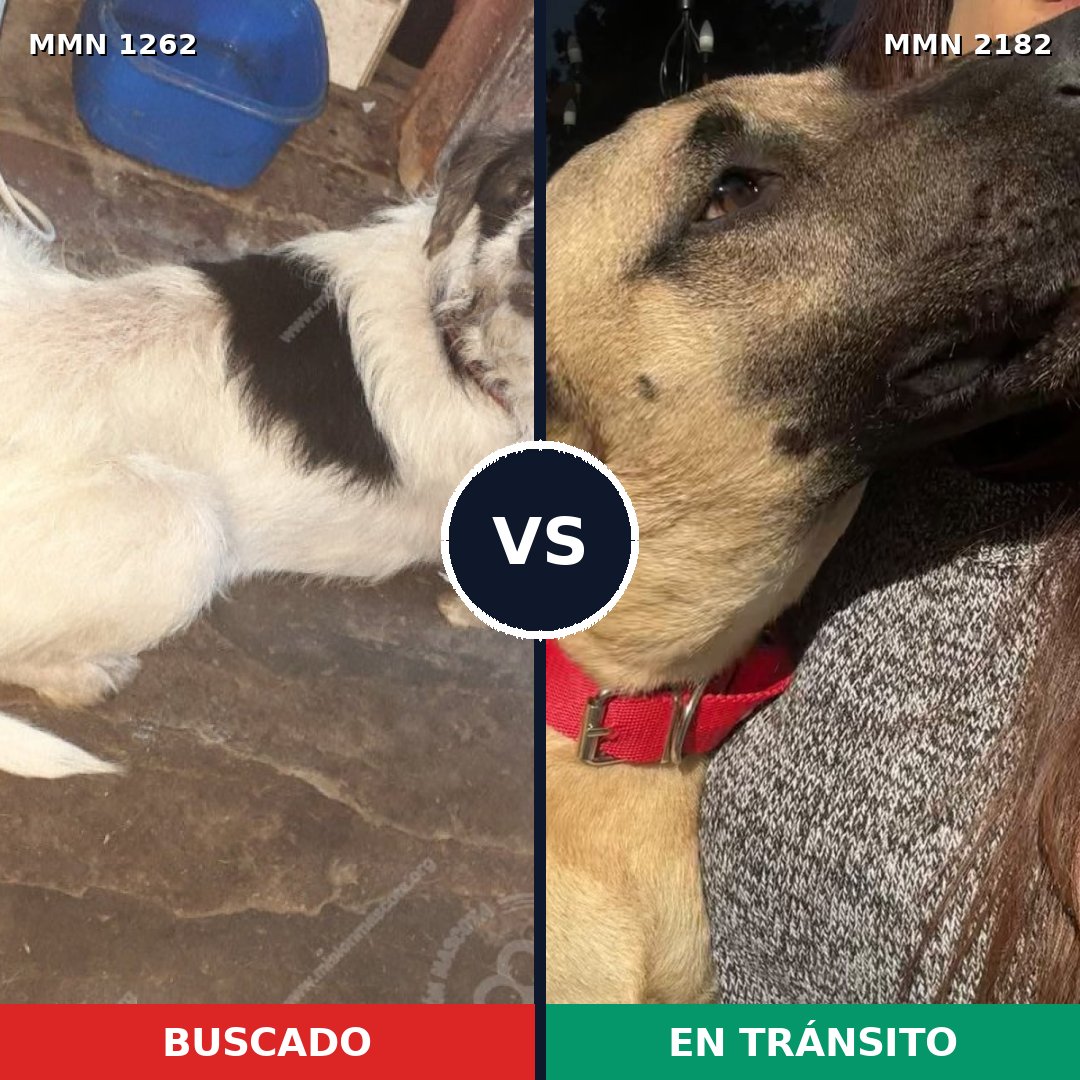 Comparativa MMS 65498: mascota perdida y mascota encontrada, 72% de similitud