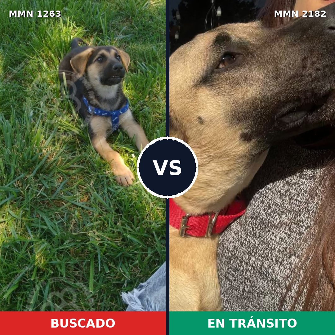 Comparativa MMS 65499: mascota perdida y mascota encontrada, 23% de similitud