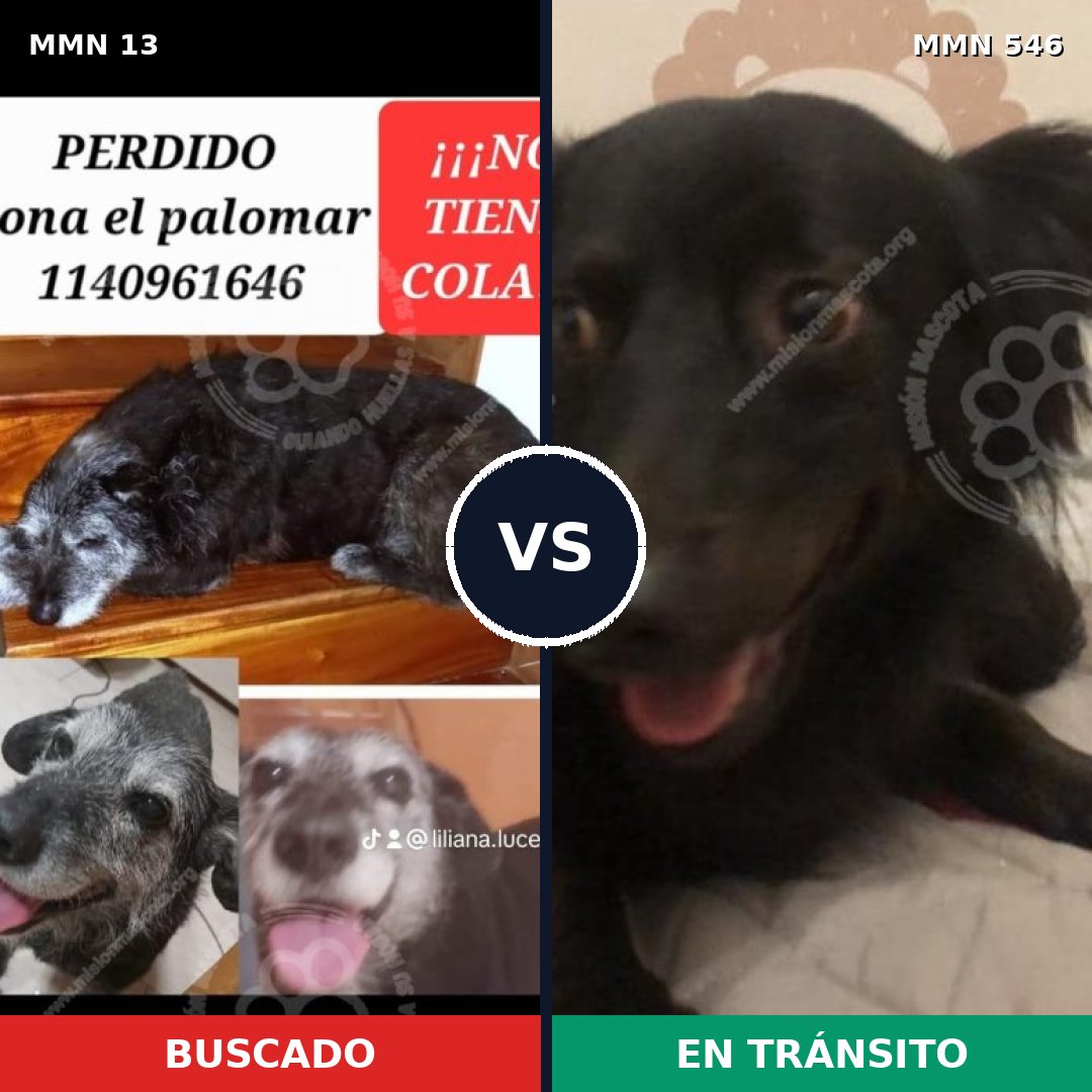 Comparativa MMS 655: mascota perdida y mascota encontrada, 72% de similitud