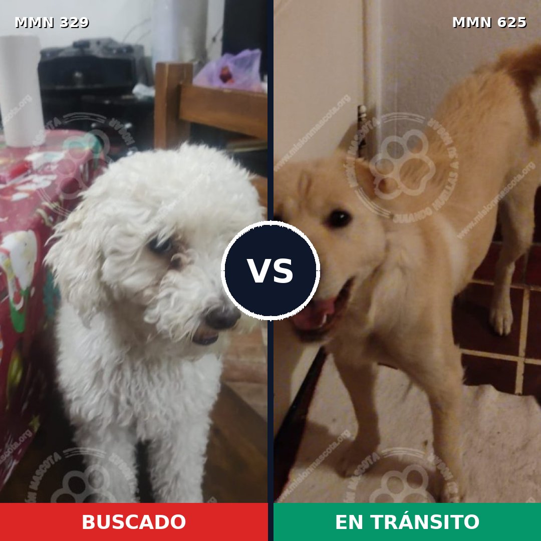 Comparativa MMS 6550: mascota perdida y mascota encontrada, 33% de similitud