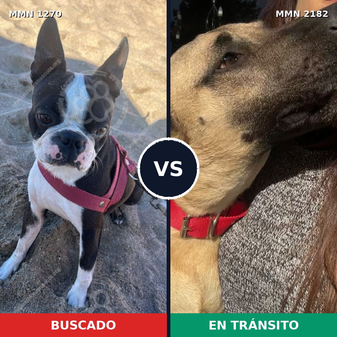 Comparativa MMS 65501: mascota perdida y mascota encontrada, 27% de similitud