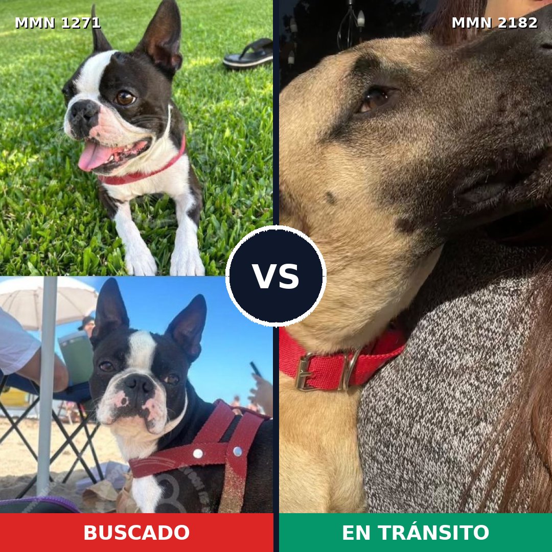 Comparativa MMS 65502: mascota perdida y mascota encontrada, 27% de similitud