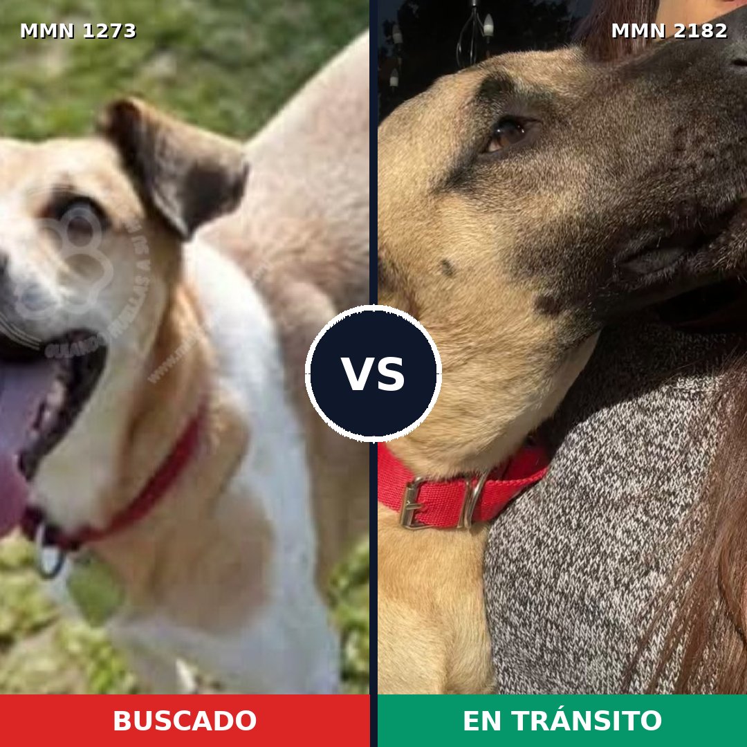 Comparativa MMS 65504: mascota perdida y mascota encontrada, 67% de similitud