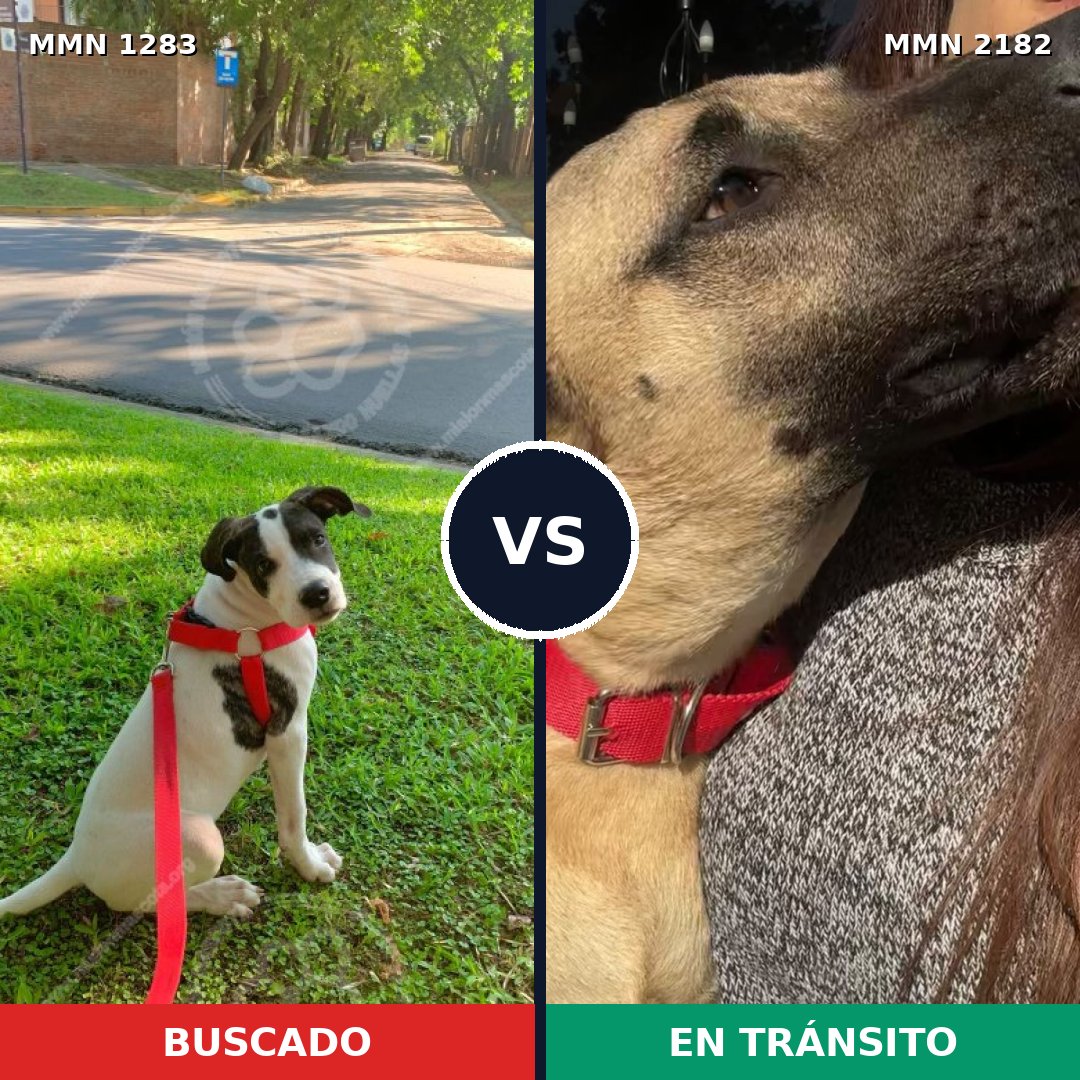 Comparativa MMS 65505: mascota perdida y mascota encontrada, 54% de similitud