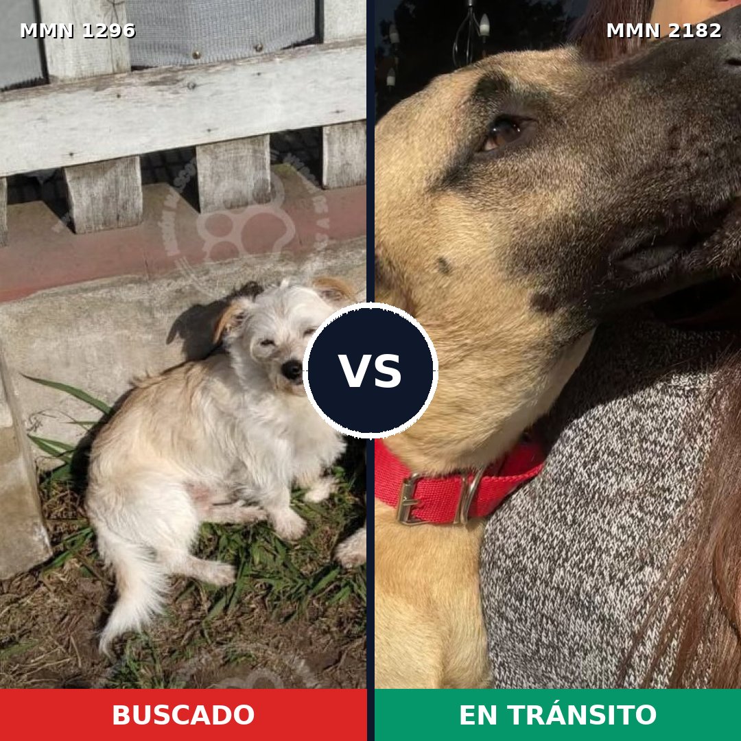 Comparativa MMS 65507: mascota perdida y mascota encontrada, 58% de similitud