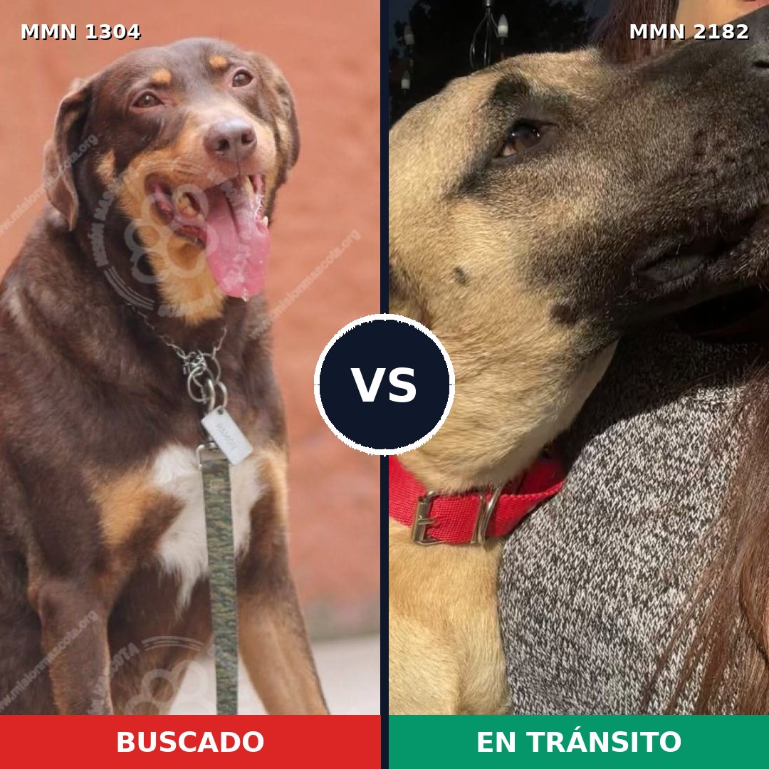 Comparativa MMS 65508: mascota perdida y mascota encontrada, 57% de similitud