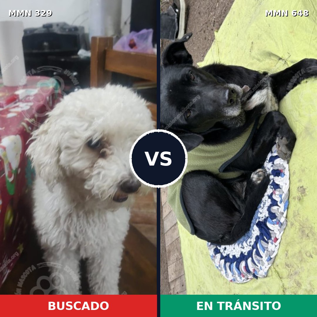 Comparativa MMS 6551: mascota perdida y mascota encontrada, 38% de similitud