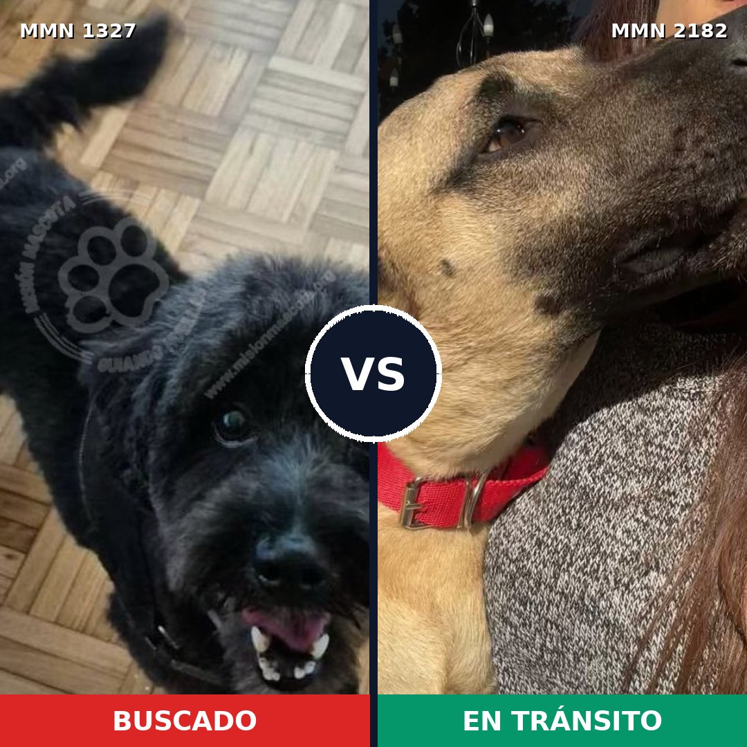 Comparativa MMS 65510: mascota perdida y mascota encontrada, 57% de similitud