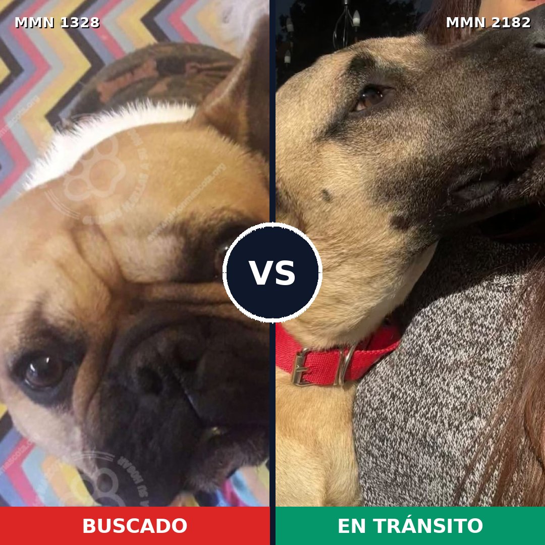 Comparativa MMS 65511: mascota perdida y mascota encontrada, 39% de similitud