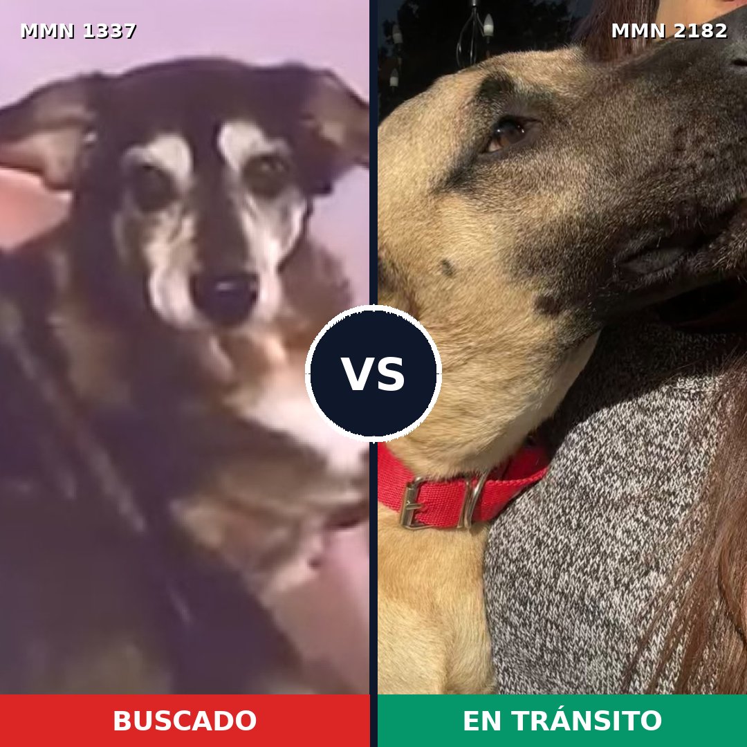 Comparativa MMS 65512: mascota perdida y mascota encontrada, 60% de similitud