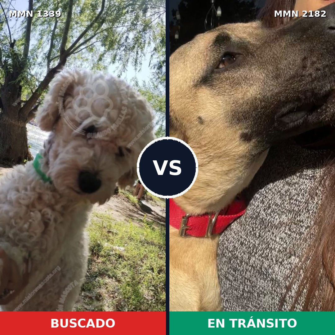 Comparativa MMS 65513: mascota perdida y mascota encontrada, 26% de similitud