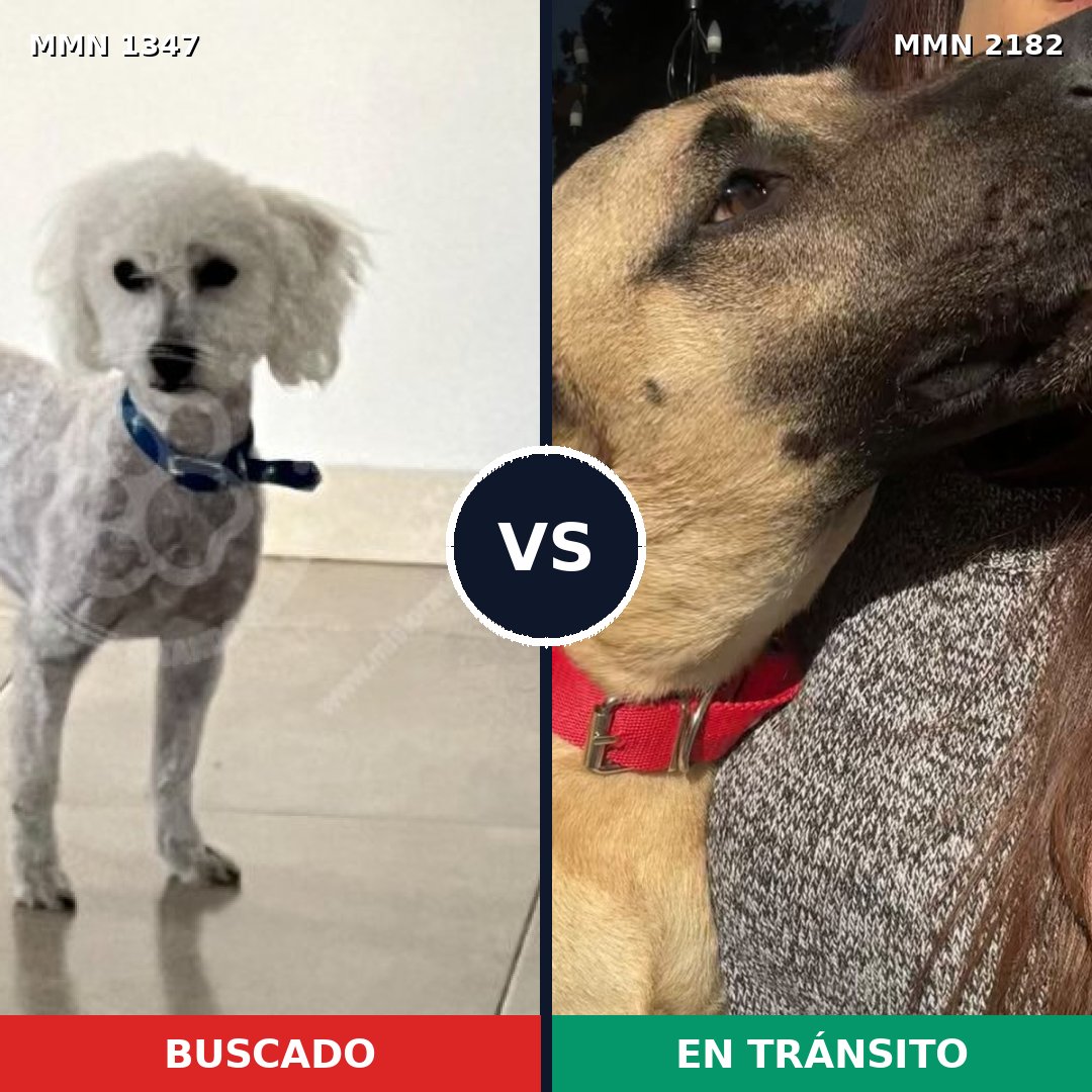 Comparativa MMS 65514: mascota perdida y mascota encontrada, 27% de similitud
