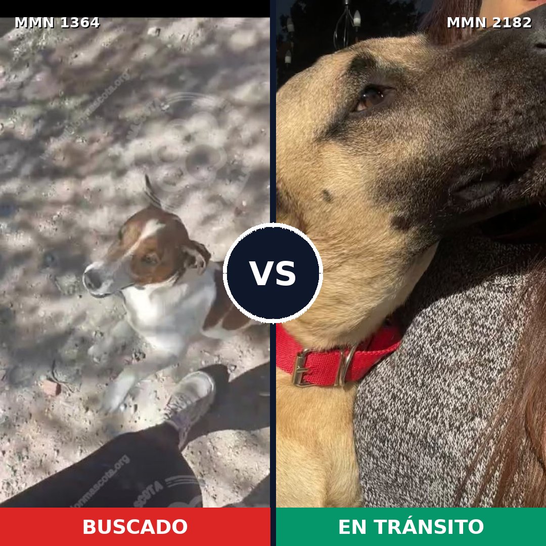 Comparativa MMS 65516: mascota perdida y mascota encontrada, 23% de similitud