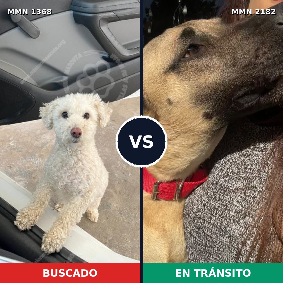 Comparativa MMS 65517: mascota perdida y mascota encontrada, 27% de similitud