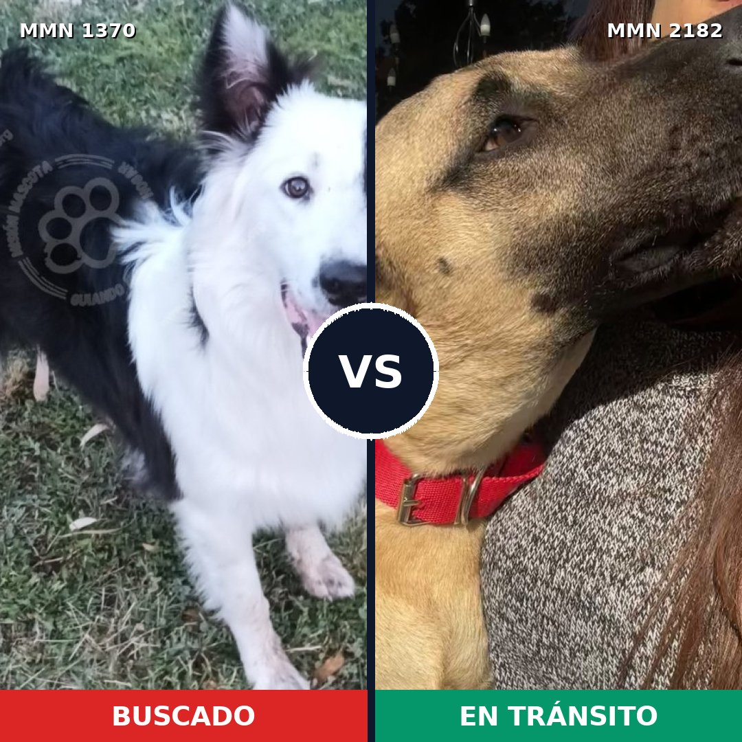 Comparativa MMS 65518: mascota perdida y mascota encontrada, 43% de similitud