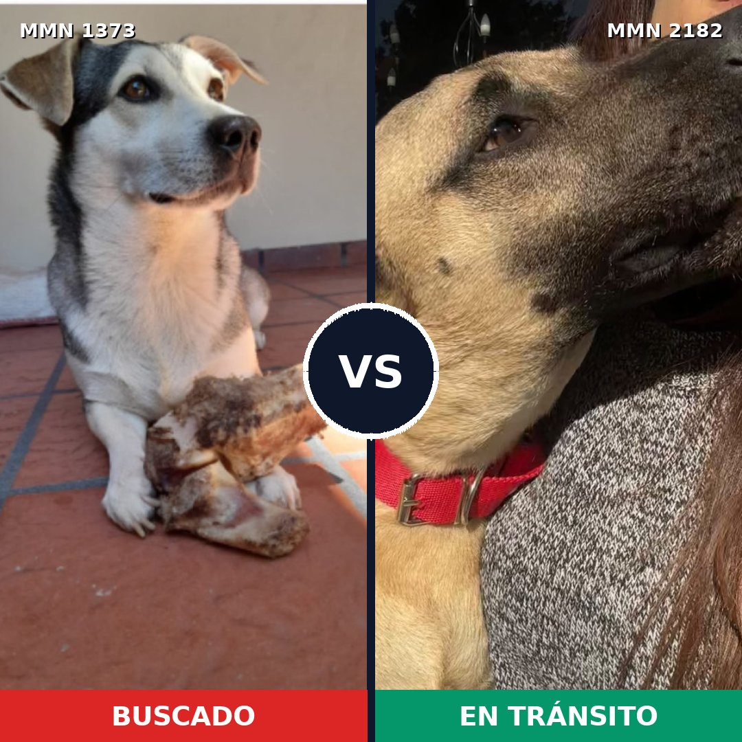 Comparativa MMS 65519: mascota perdida y mascota encontrada, 53% de similitud
