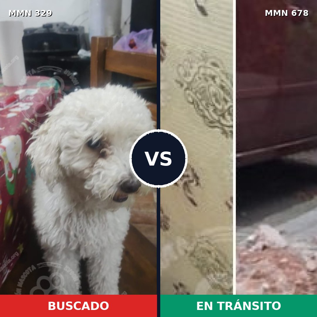 Comparativa MMS 6552: mascota perdida y mascota encontrada, 32% de similitud