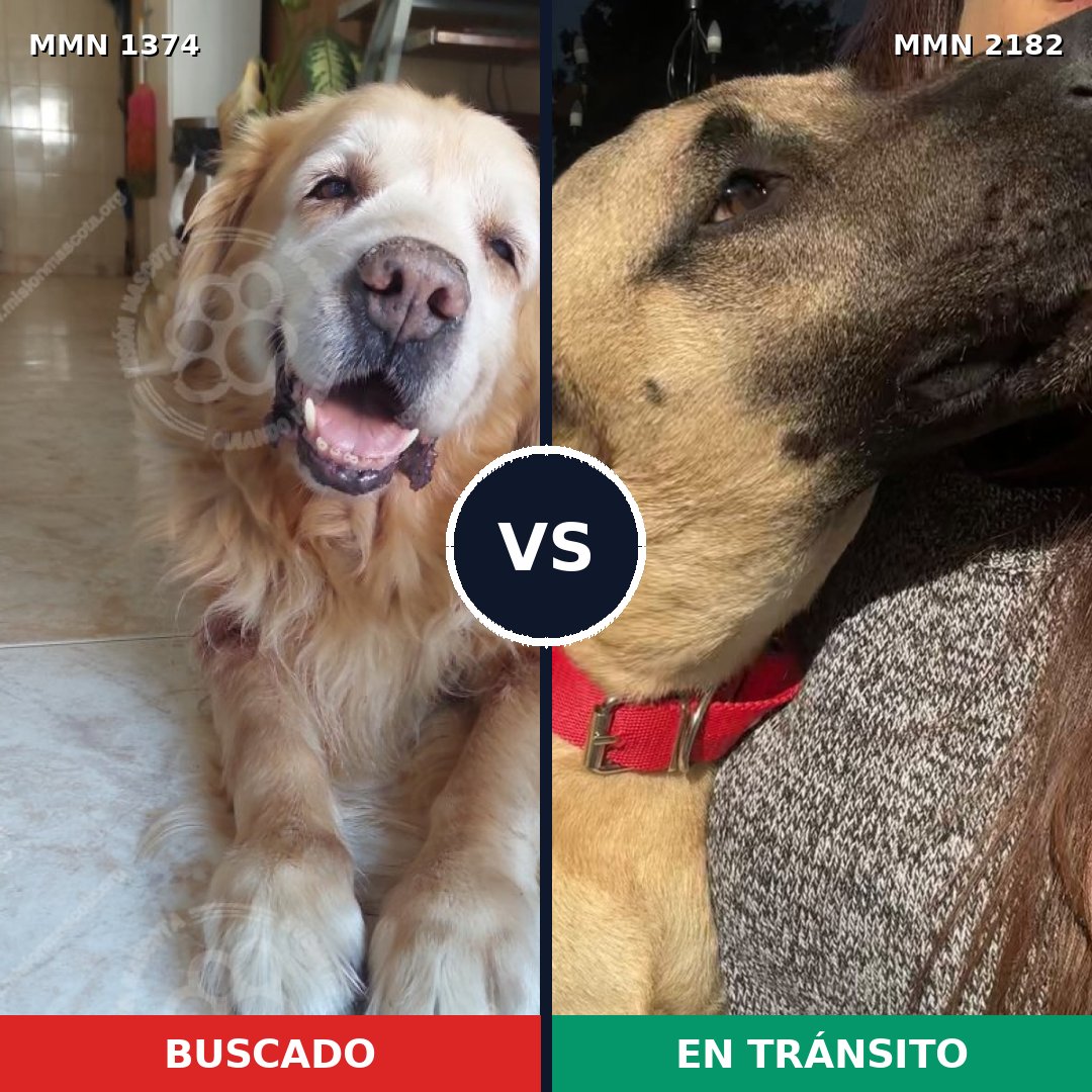 Comparativa MMS 65520: mascota perdida y mascota encontrada, 47% de similitud