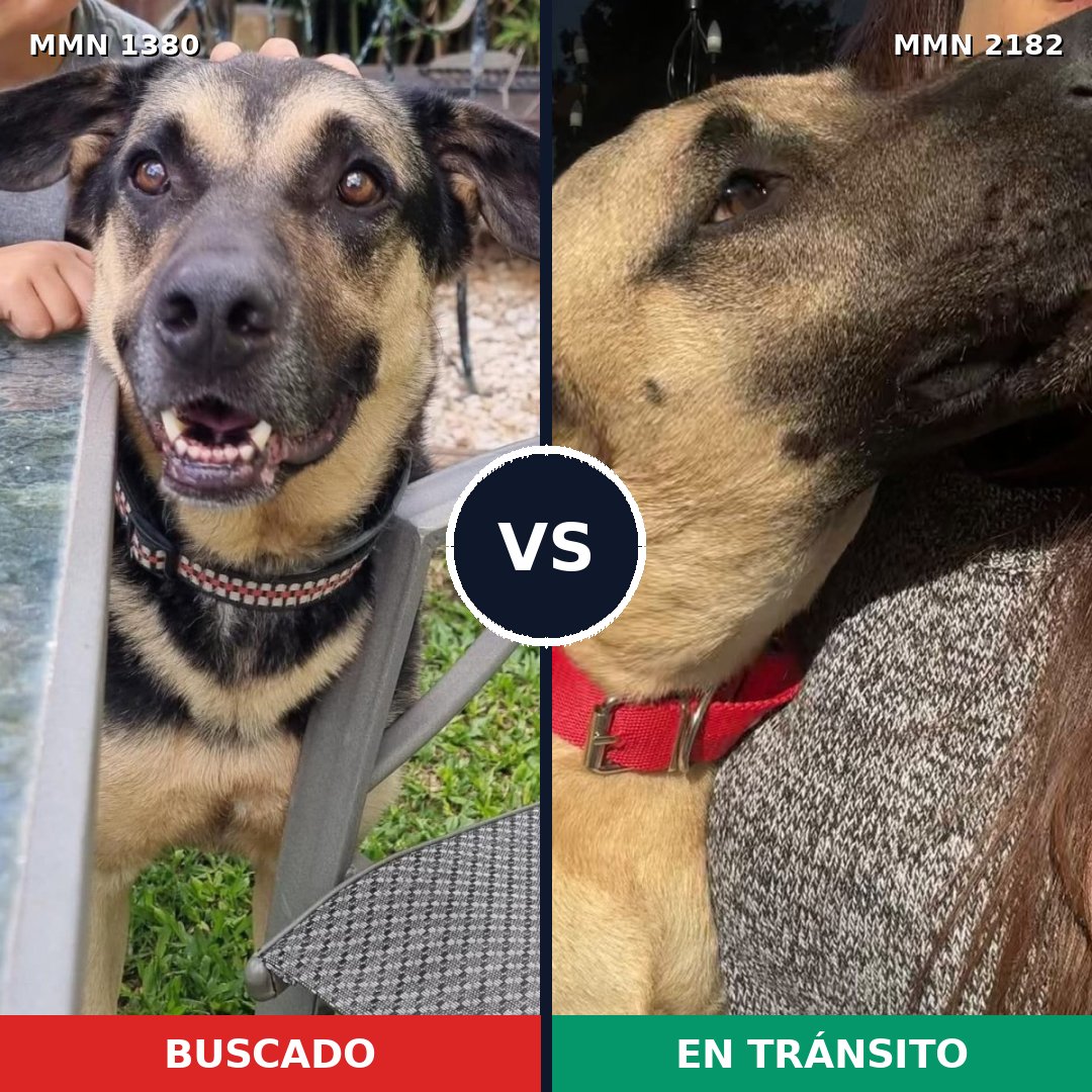Comparativa MMS 65521: mascota perdida y mascota encontrada, 73% de similitud