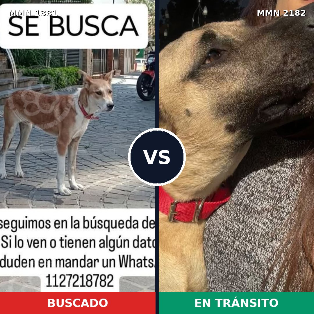 Comparativa MMS 65522: mascota perdida y mascota encontrada, 68% de similitud