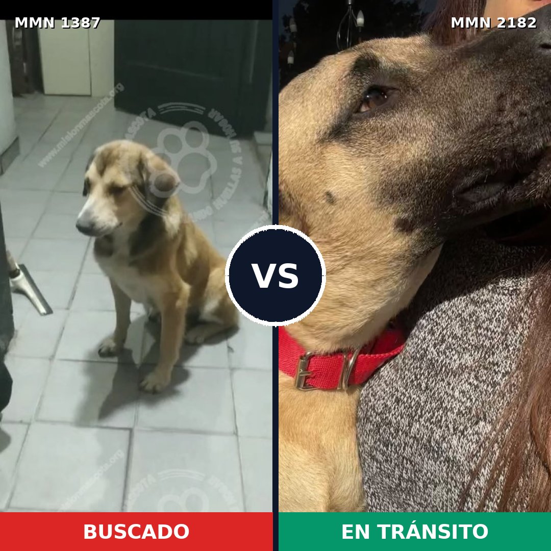 Comparativa MMS 65523: mascota perdida y mascota encontrada, 61% de similitud