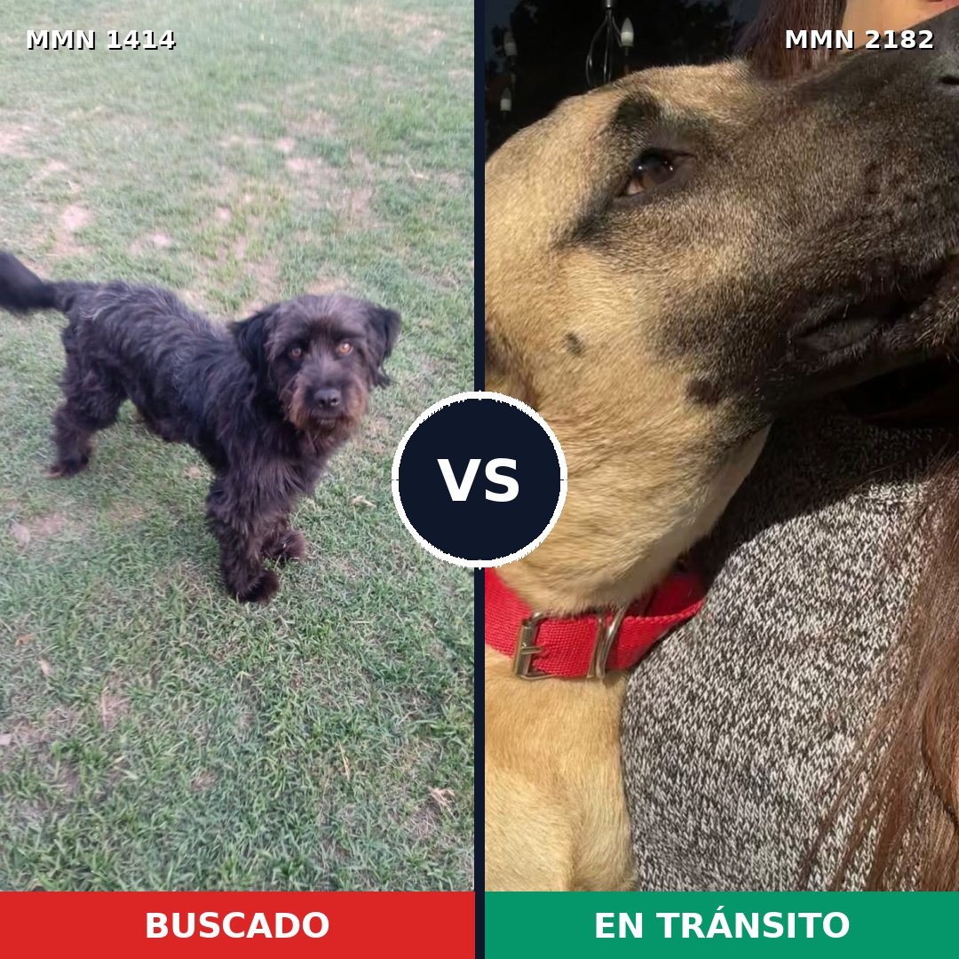Comparativa MMS 65525: mascota perdida y mascota encontrada, 37% de similitud