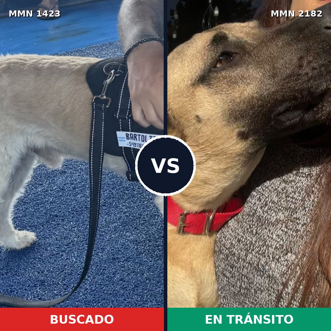 Comparativa MMS 65526: mascota perdida y mascota encontrada, 69% de similitud
