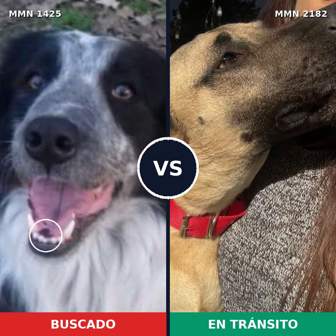 Comparativa MMS 65527: mascota perdida y mascota encontrada, 30% de similitud