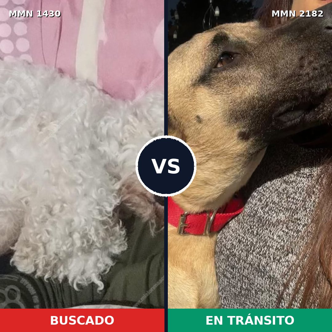 Comparativa MMS 65529: mascota perdida y mascota encontrada, 34% de similitud