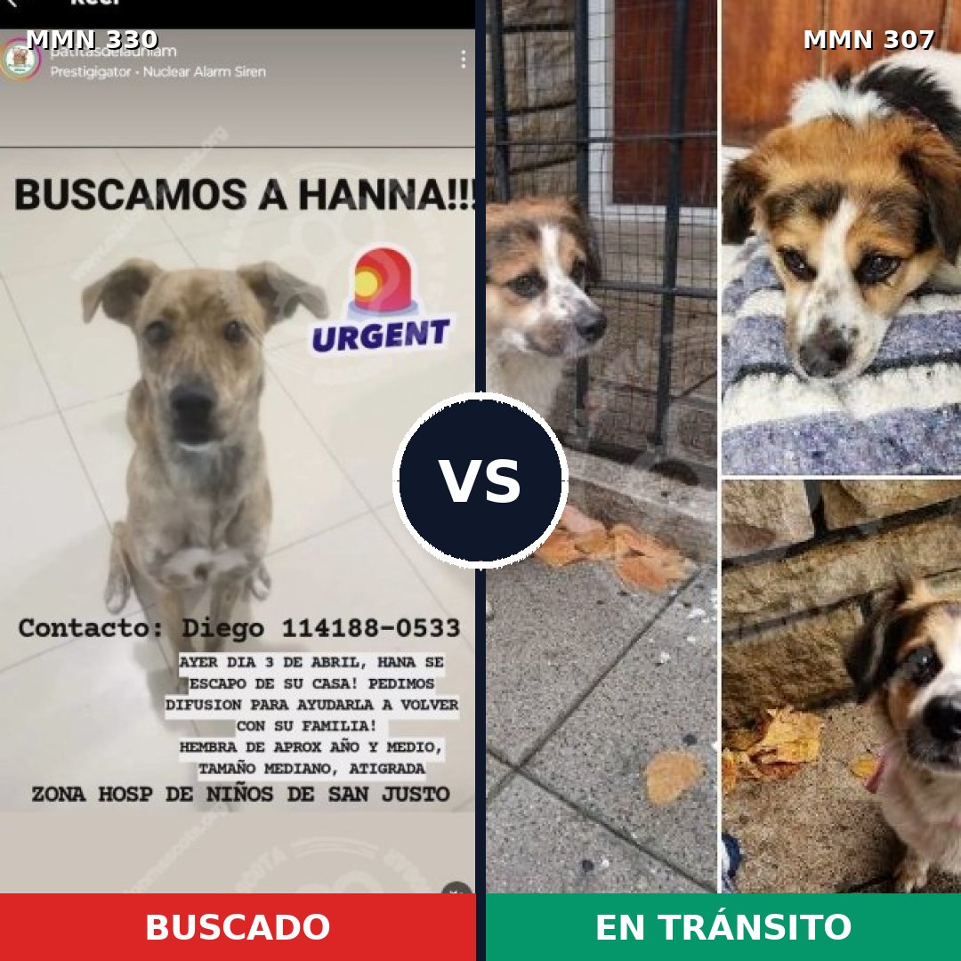 Comparativa MMS 6553: mascota perdida y mascota encontrada, 69% de similitud