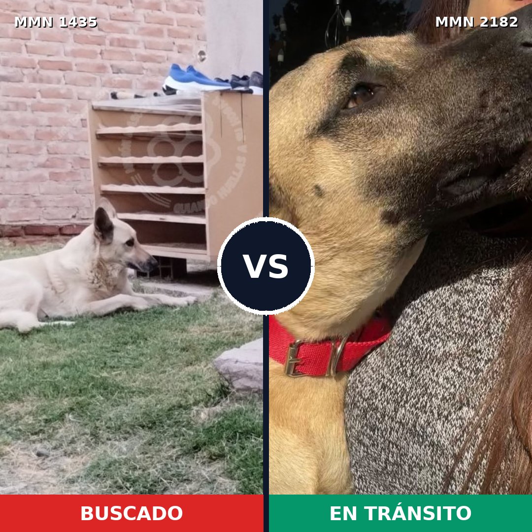 Comparativa MMS 65530: mascota perdida y mascota encontrada, 71% de similitud
