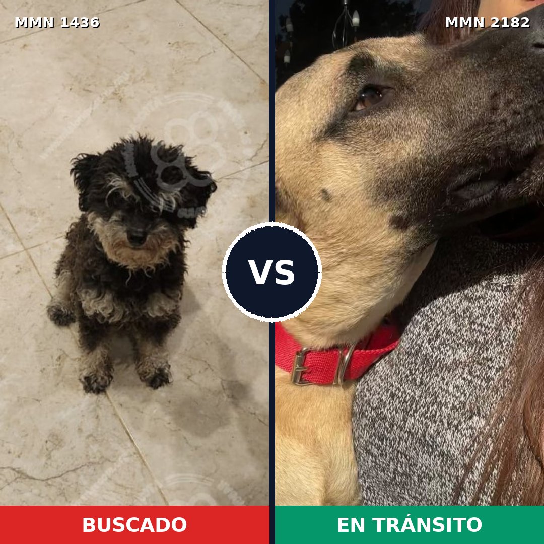 Comparativa MMS 65531: mascota perdida y mascota encontrada, 52% de similitud