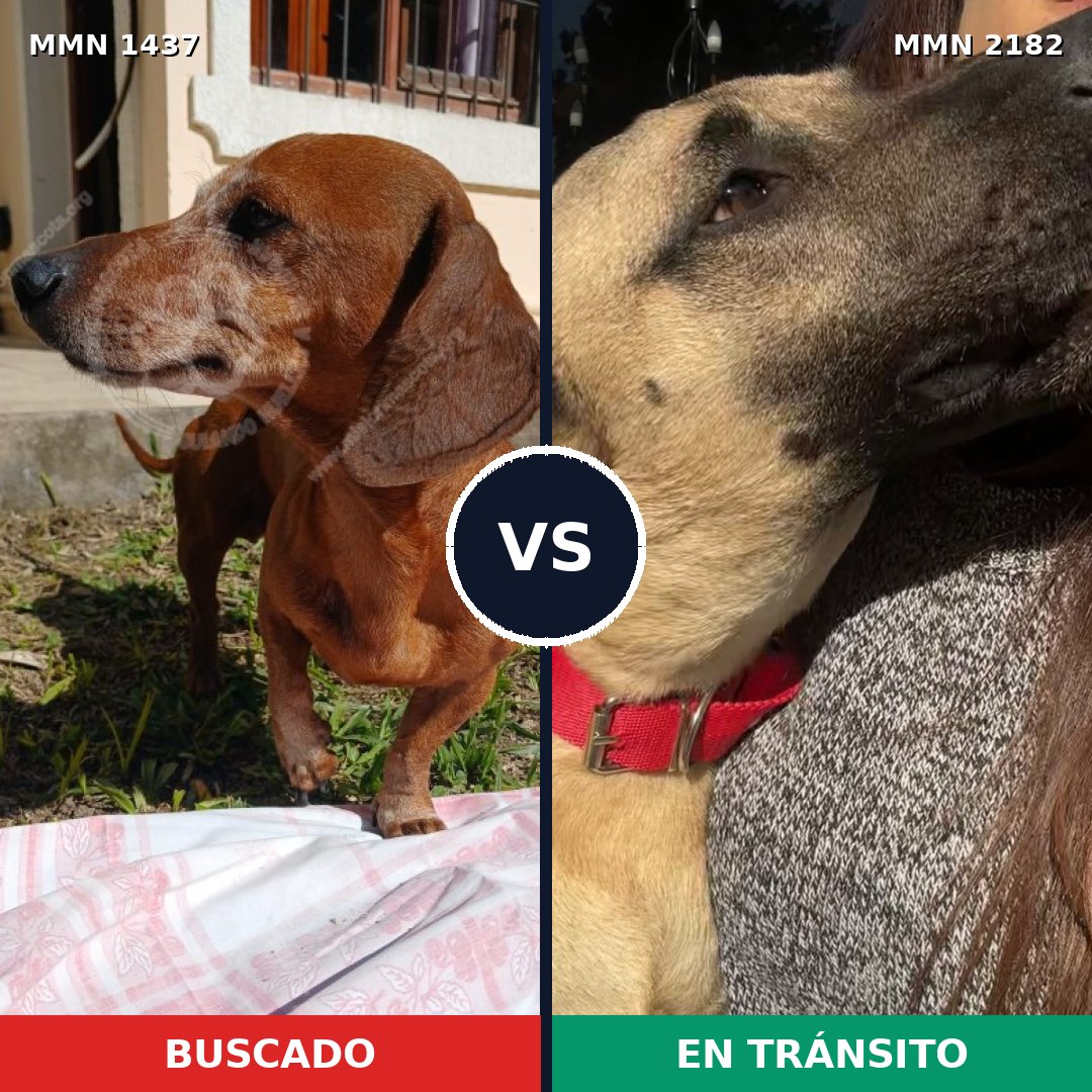 Comparativa MMS 65532: mascota perdida y mascota encontrada, 21% de similitud