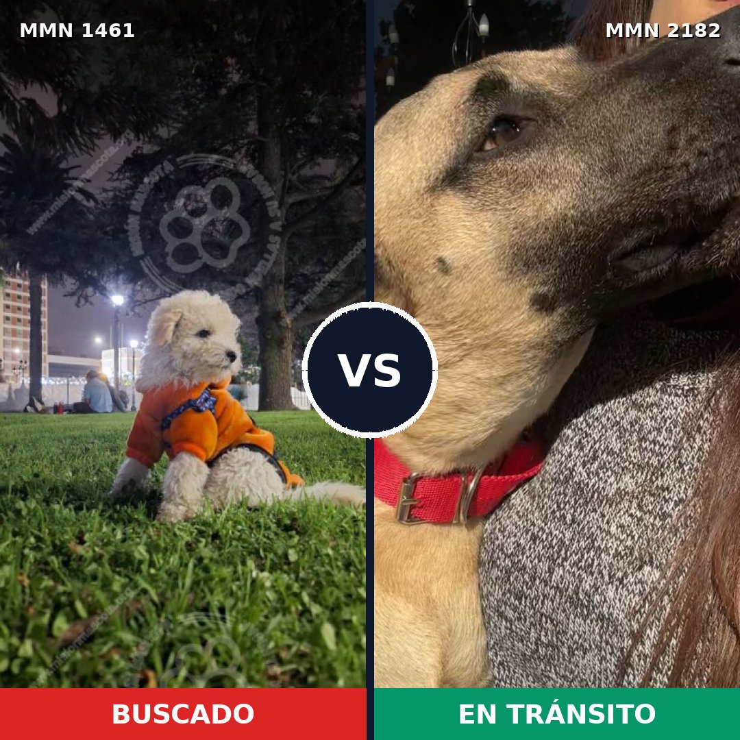 Comparativa MMS 65537: mascota perdida y mascota encontrada, 24% de similitud