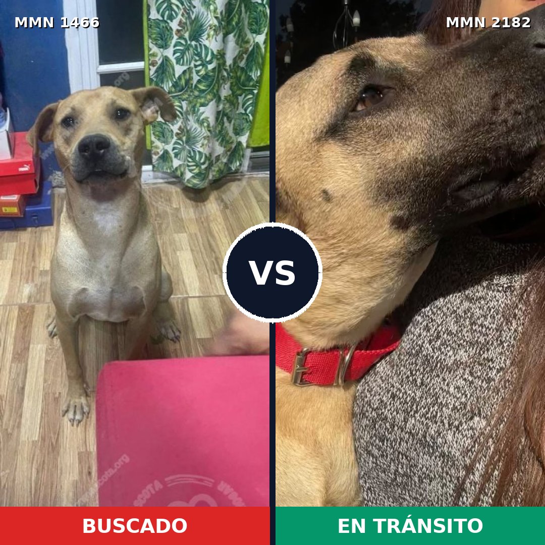 Comparativa MMS 65538: mascota perdida y mascota encontrada, 71% de similitud
