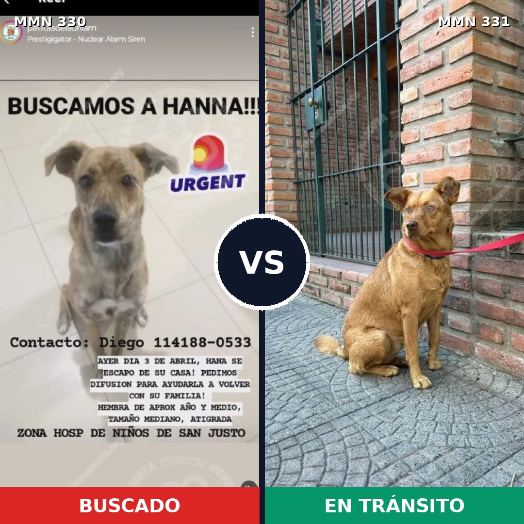 Comparativa MMS 6554: mascota perdida y mascota encontrada, 63% de similitud