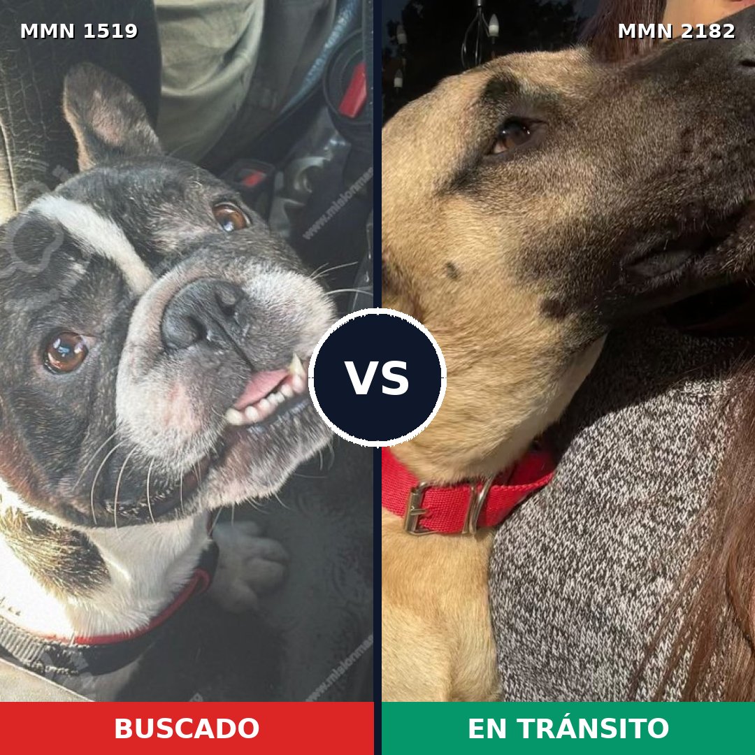 Comparativa MMS 65542: mascota perdida y mascota encontrada, 33% de similitud