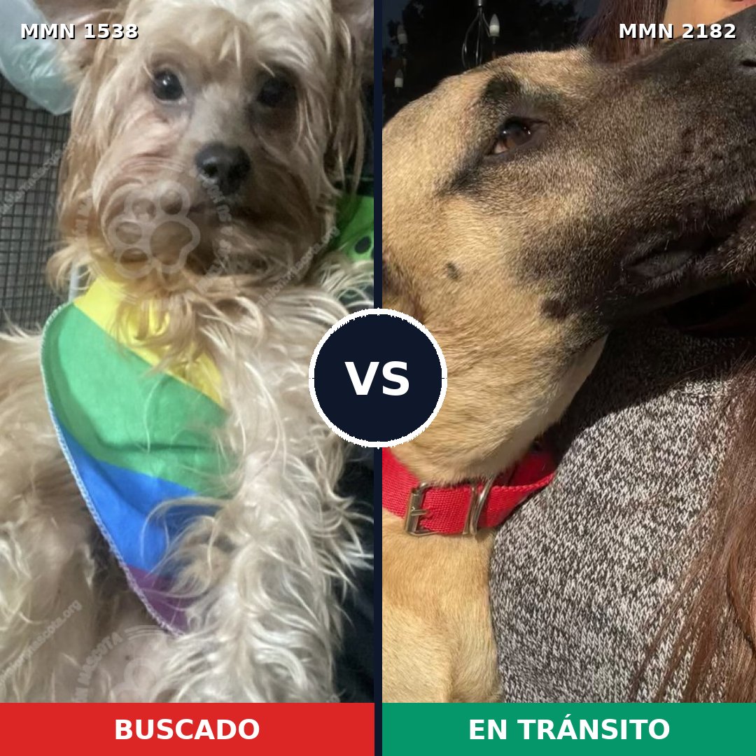 Comparativa MMS 65543: mascota perdida y mascota encontrada, 59% de similitud