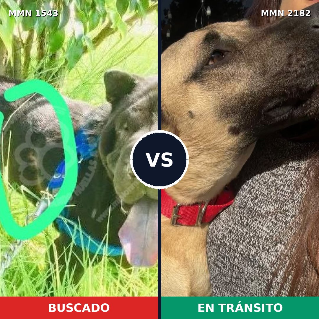 Comparativa MMS 65544: mascota perdida y mascota encontrada, 33% de similitud