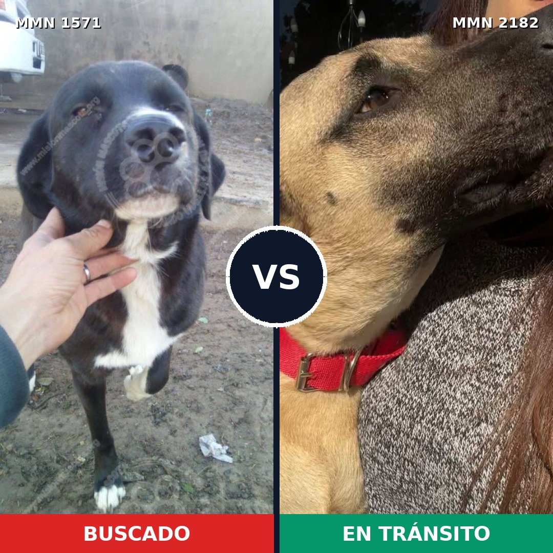 Comparativa MMS 65545: mascota perdida y mascota encontrada, 71% de similitud