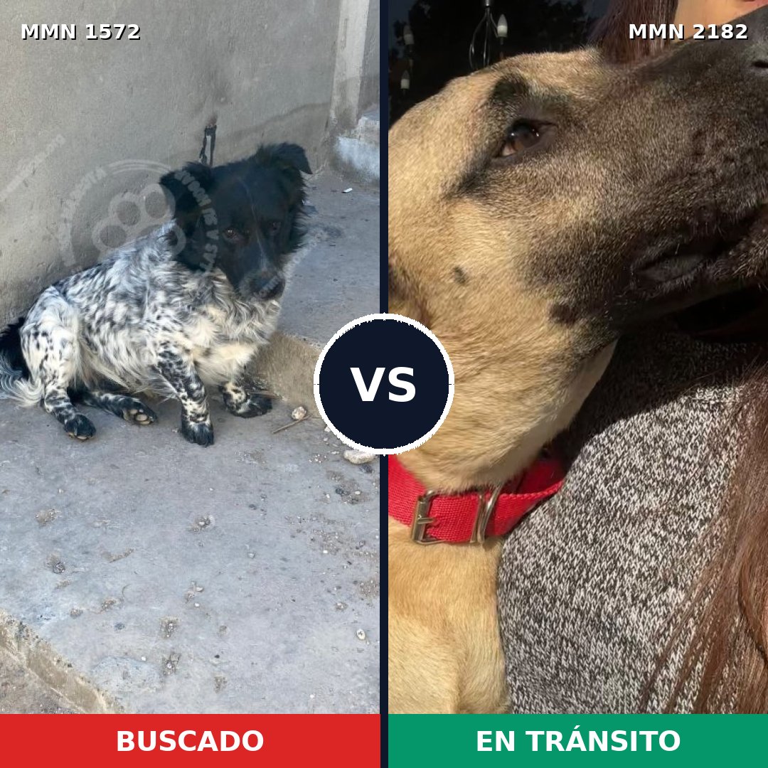 Comparativa MMS 65546: mascota perdida y mascota encontrada, 57% de similitud