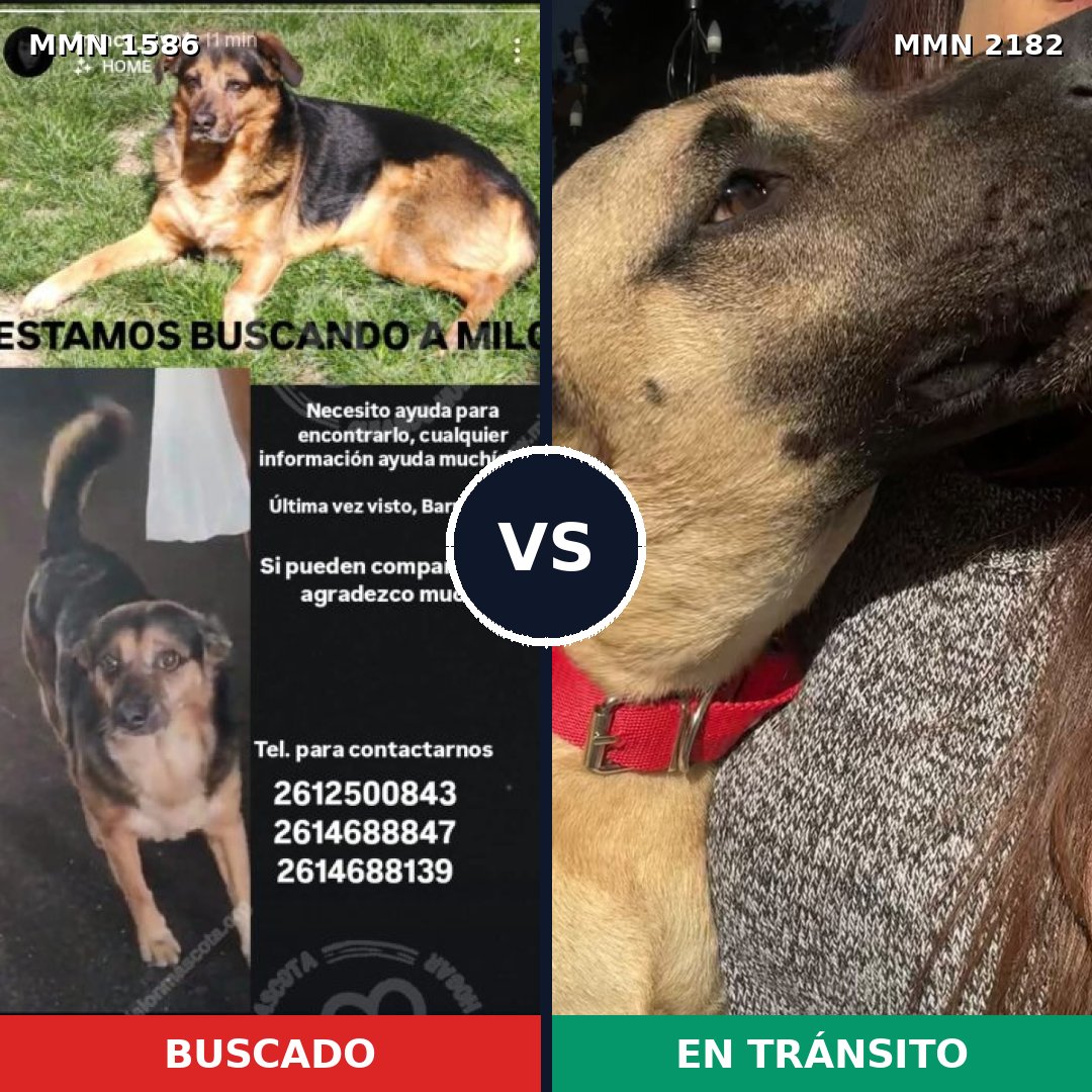 Comparativa MMS 65547: mascota perdida y mascota encontrada, 60% de similitud