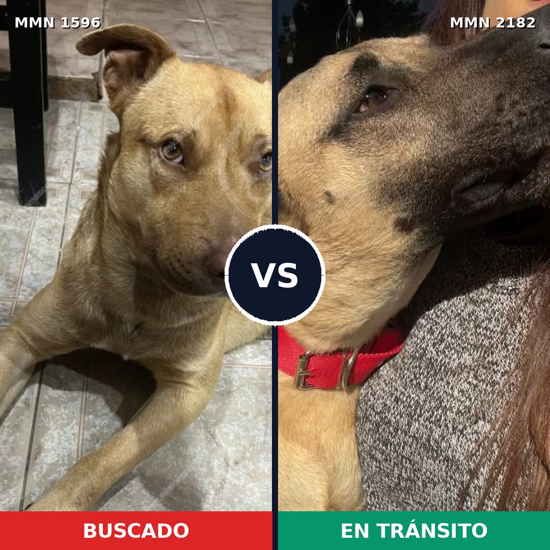Comparativa MMS 65548: mascota perdida y mascota encontrada, 89% de similitud
