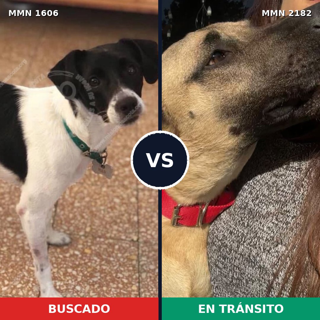 Comparativa MMS 65549: mascota perdida y mascota encontrada, 47% de similitud