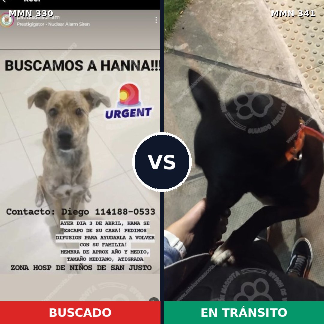Comparativa MMS 6555: mascota perdida y mascota encontrada, 62% de similitud
