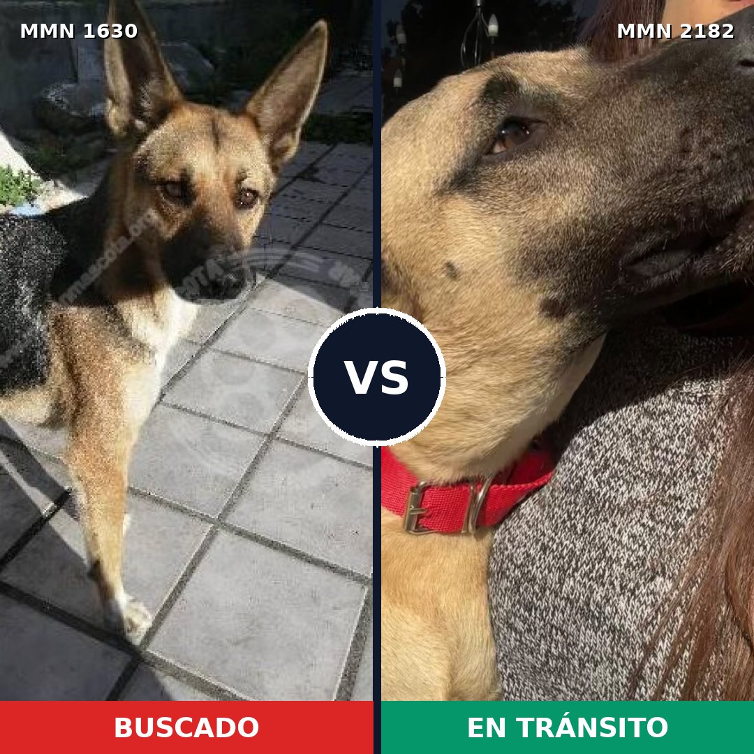 Comparativa MMS 65550: mascota perdida y mascota encontrada, 69% de similitud