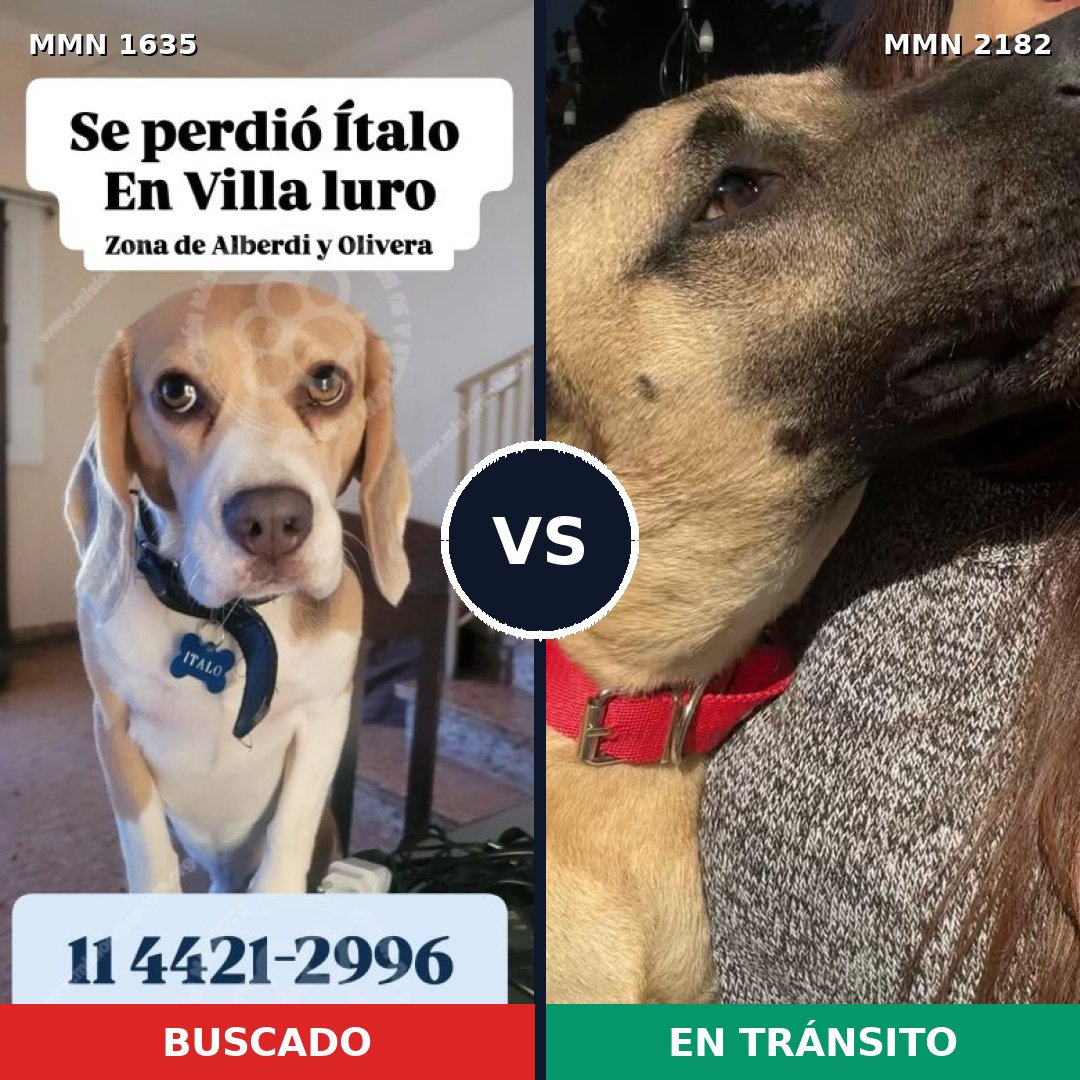 Comparativa MMS 65551: mascota perdida y mascota encontrada, 24% de similitud
