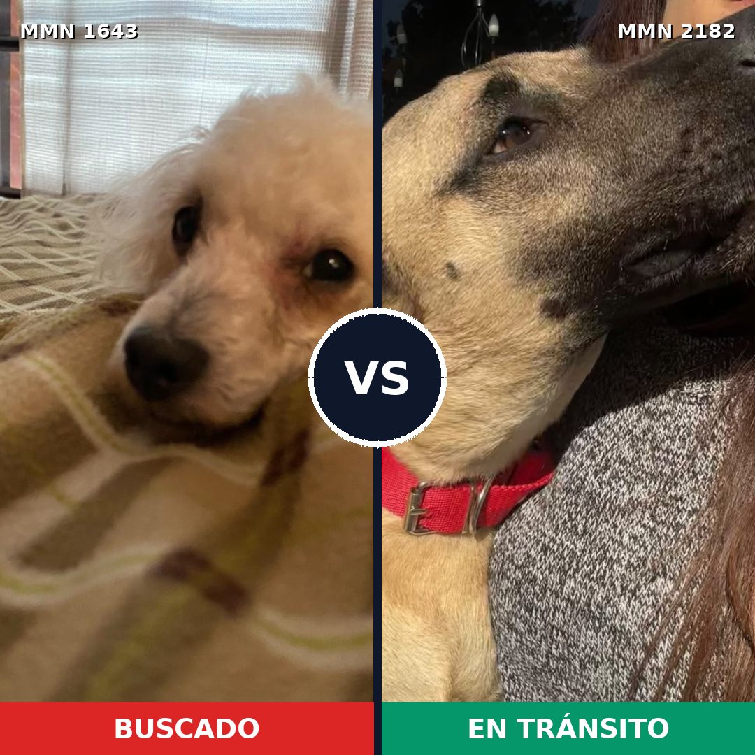 Comparativa MMS 65552: mascota perdida y mascota encontrada, 30% de similitud