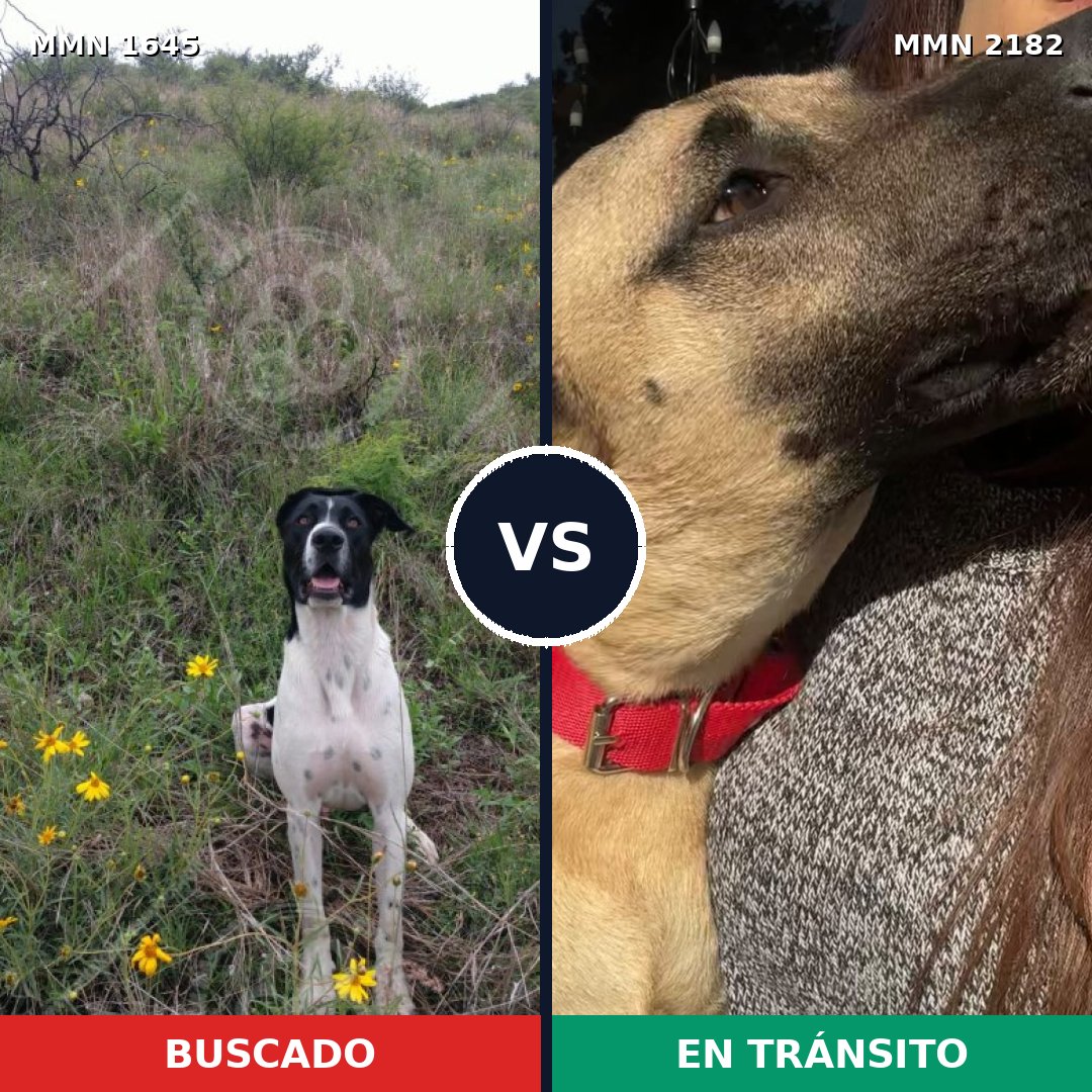 Comparativa MMS 65553: mascota perdida y mascota encontrada, 53% de similitud